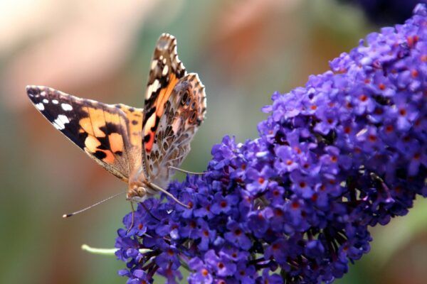A butterfly is perched on a purple butterfly bush