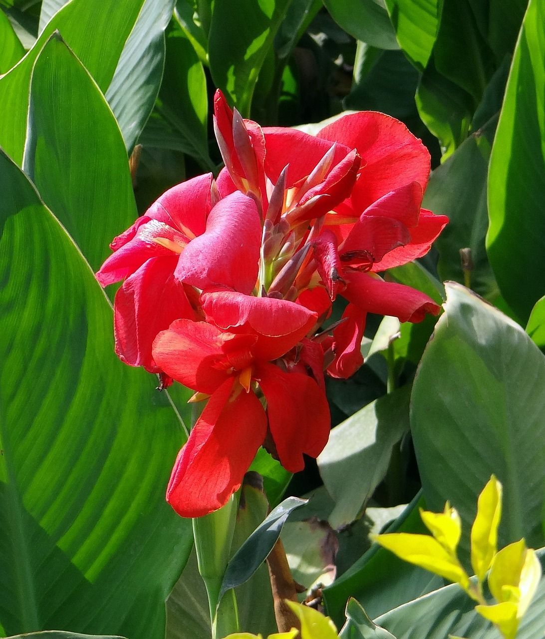 A close up of a red canna flower surrounded by green leaves