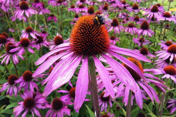 A bee is sitting on top of a purple coneflower.