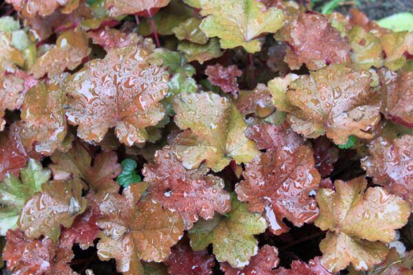A close up of a coral bells plant with red and green leaves