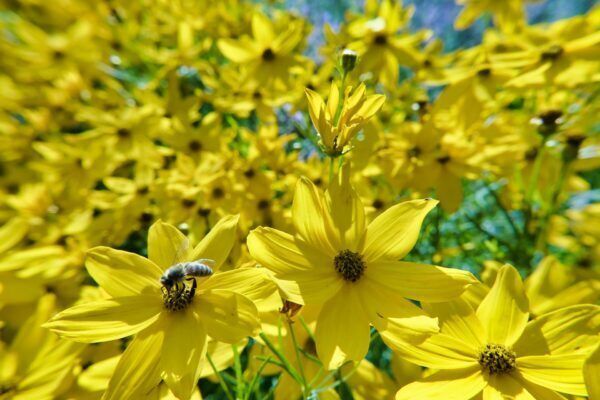 A bee is sitting on a yellow coresopsis flower in a field of yellow flowers.