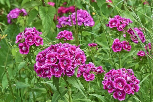 A dianthus with  purple flowers growing in a field.
