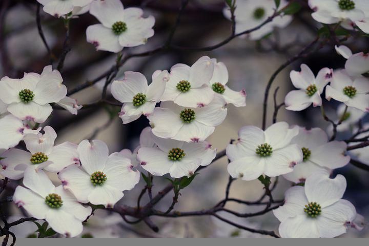 A bunch of white dogwood flowers with green centers