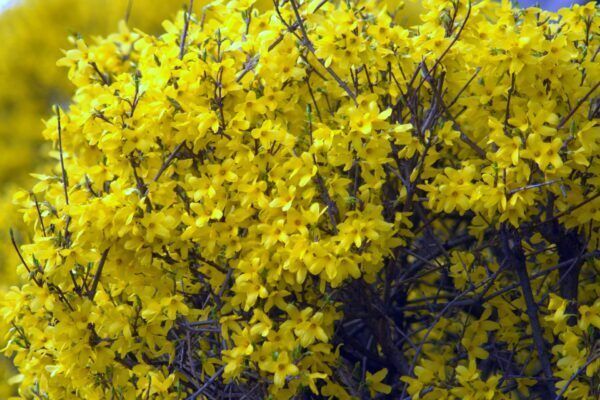 A forsythia bush with lots of yellow flowers on it