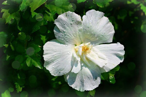 A close up of a white hibiscus flower with water drops on it