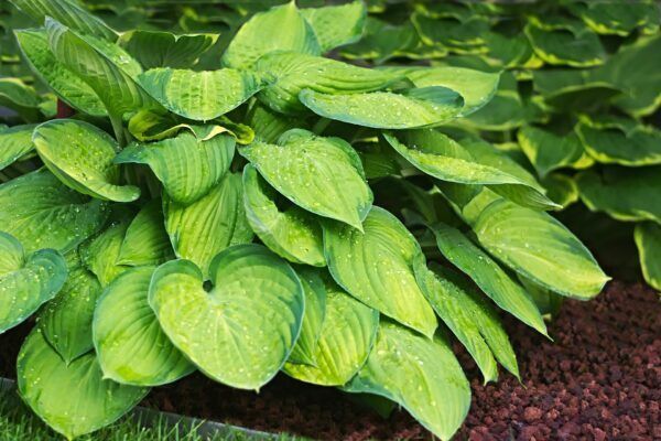 A plant with large green hosta leaves is growing in the dirt