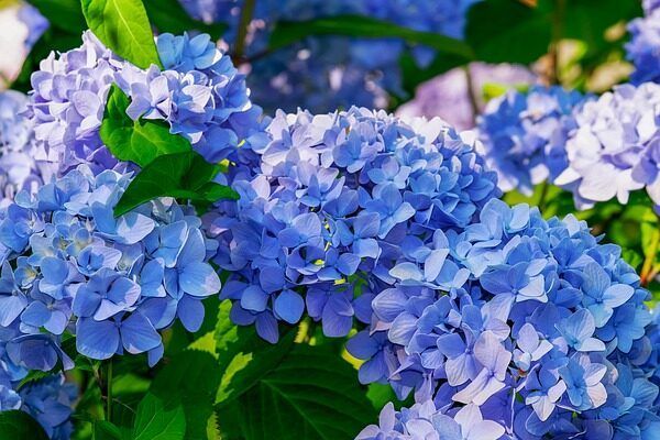 A close up of a bunch of blue hydrangea flowers with green leaves