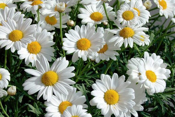 A bunch of white leucanthemum with yellow centers