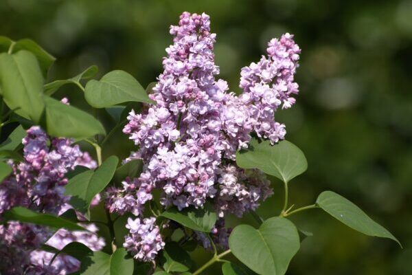 A close up of purple flowers on a old-fashioned lilac bush with green leaves.