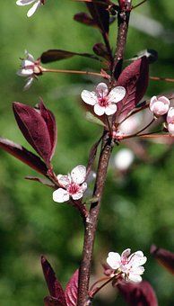 A close up of sand cherry with pink flowers and purple leaves.