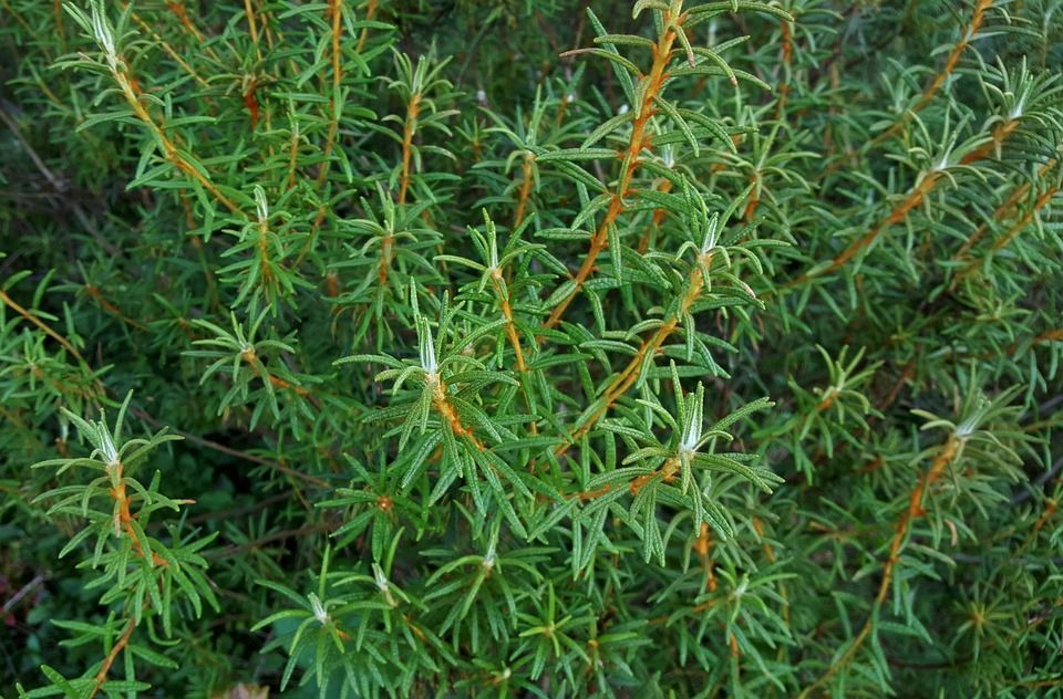 A close up of rosemary.