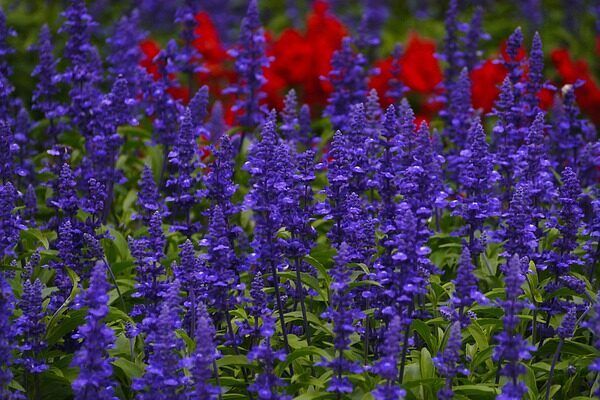 A field of purple salvia with red flowers in the background