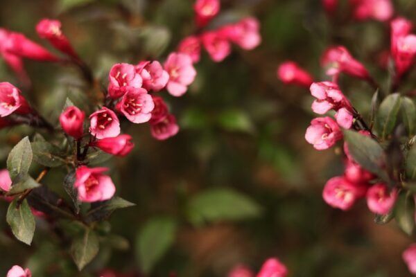 A close up of weigela with pink flowers and green leaves