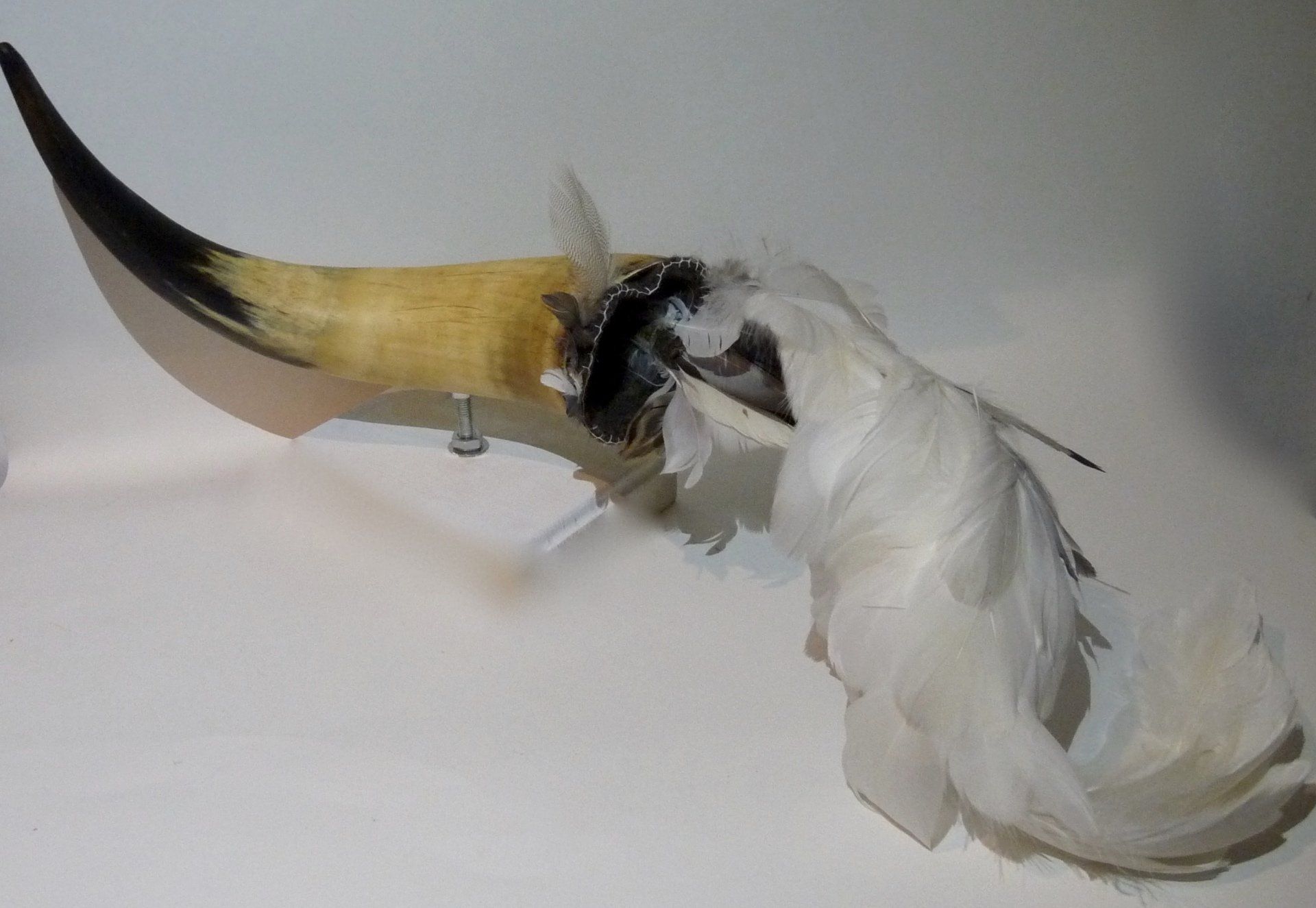 feathers, bone, birds