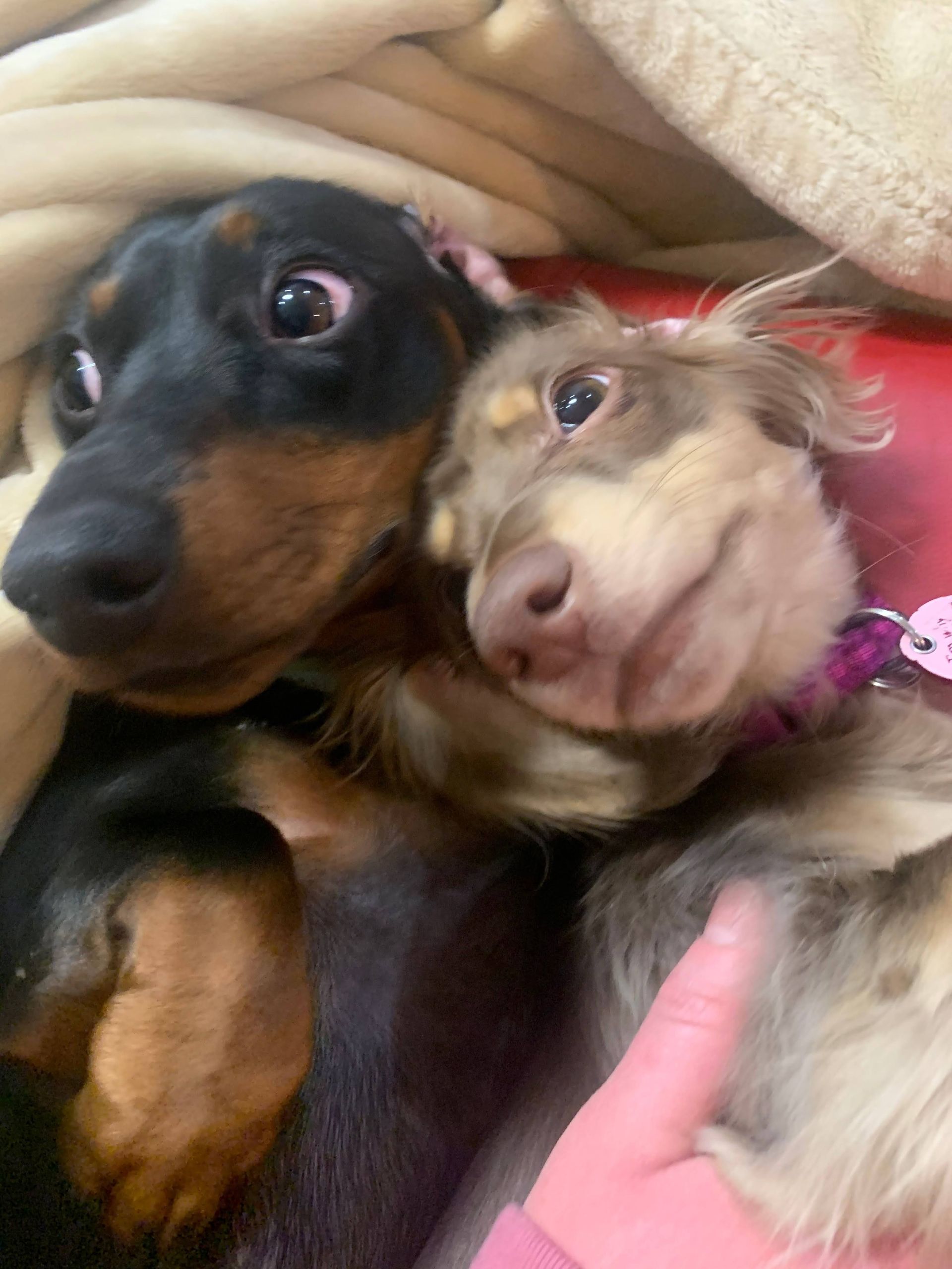 my fur nephdog and niecedog