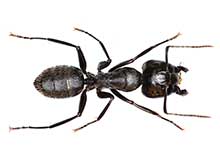 Small Ant - Pest Control in Brockton, MA