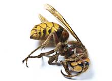 Wasps - Pest Control in Brockton, MA