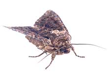 Clothing Moth - Pest Control in Brockton, MA