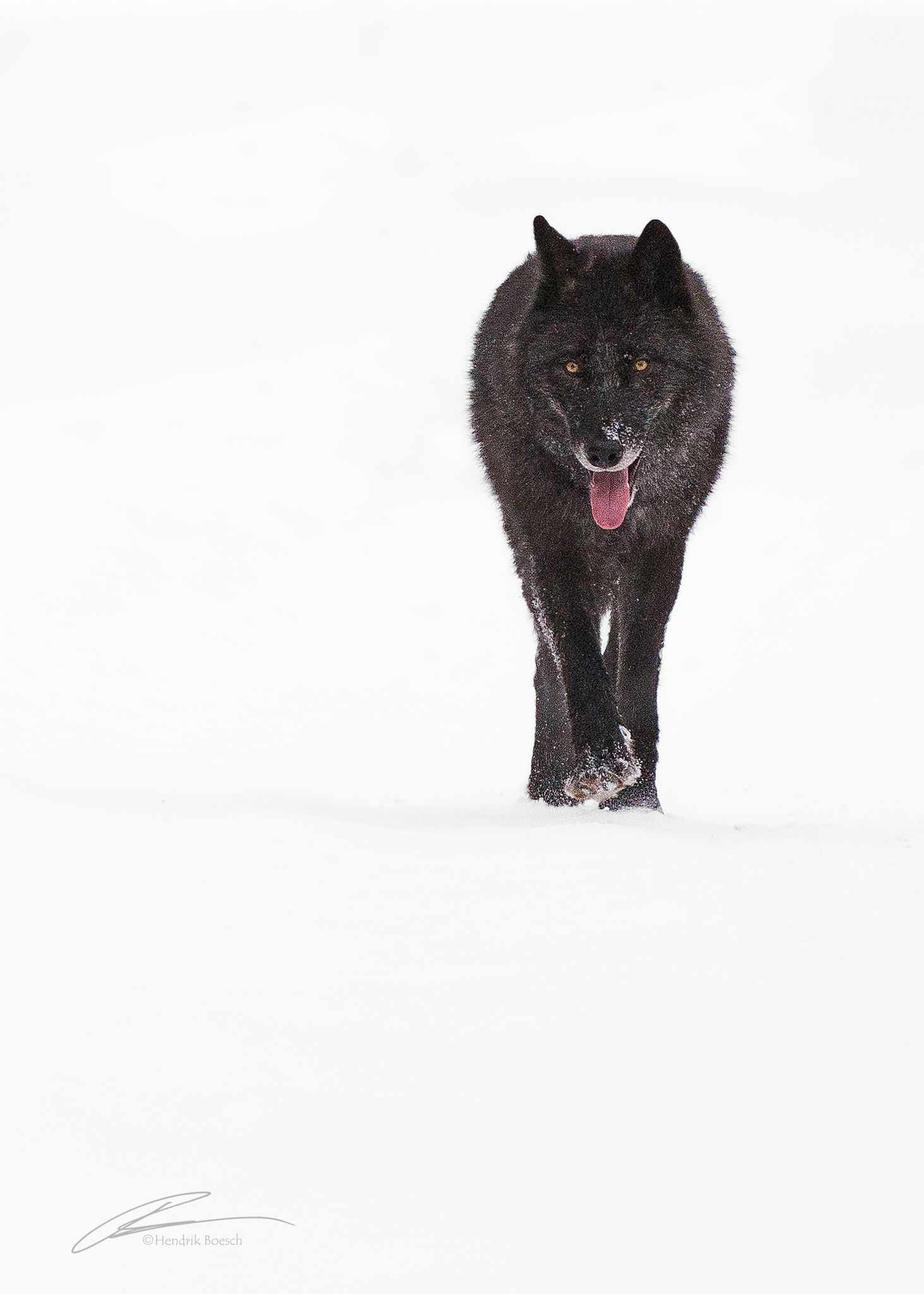 Wolfe Winter Nature Photography