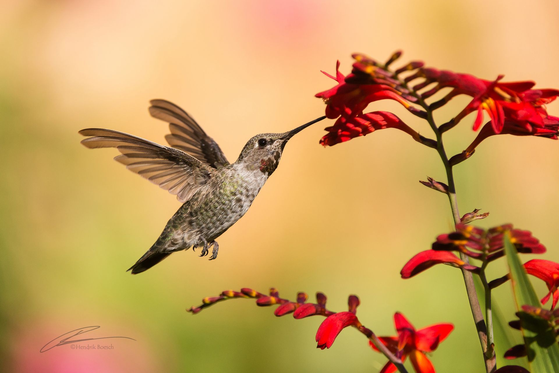 Flying Hummingbird Wildlife Photography 
