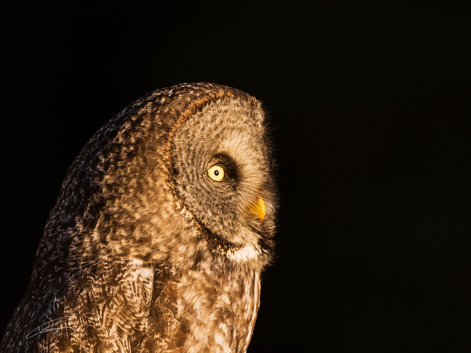 Owl In the Dark Bird Photography