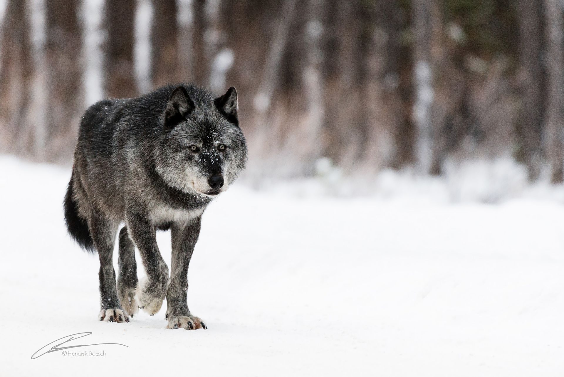 Wolfe Black Wildlife Photos