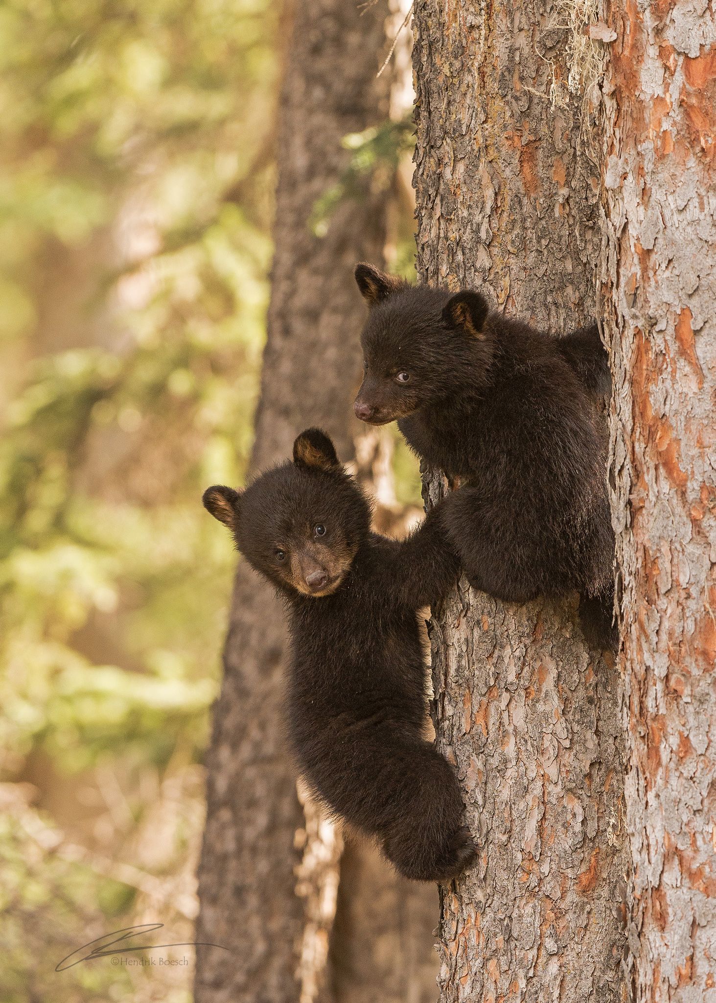 Back Bear Cubs In A Tree Hendrik Boesch Photos