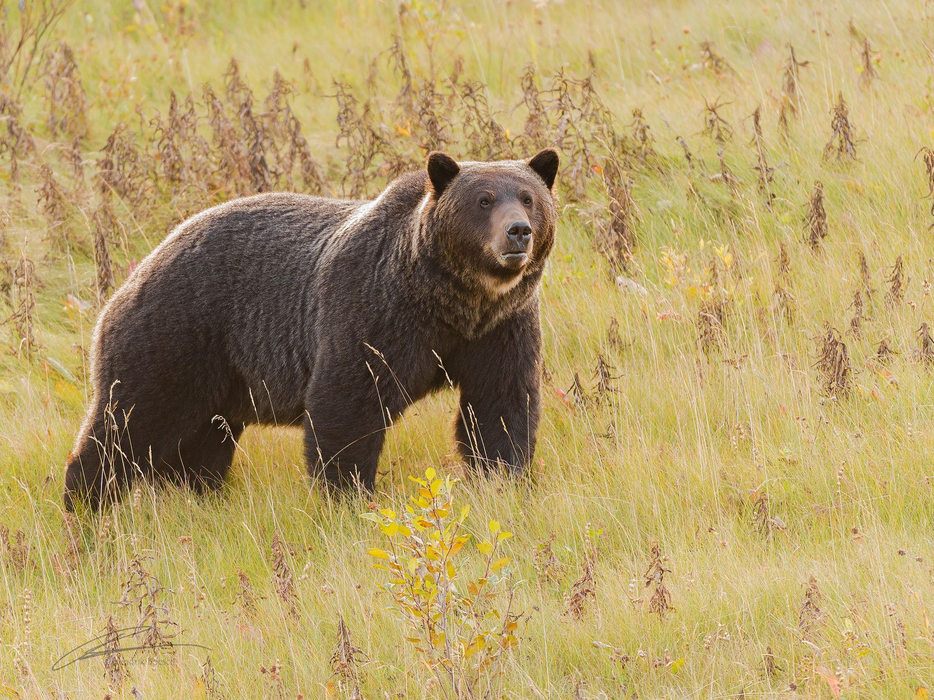 Bear In Meadow Wildlife  Photos