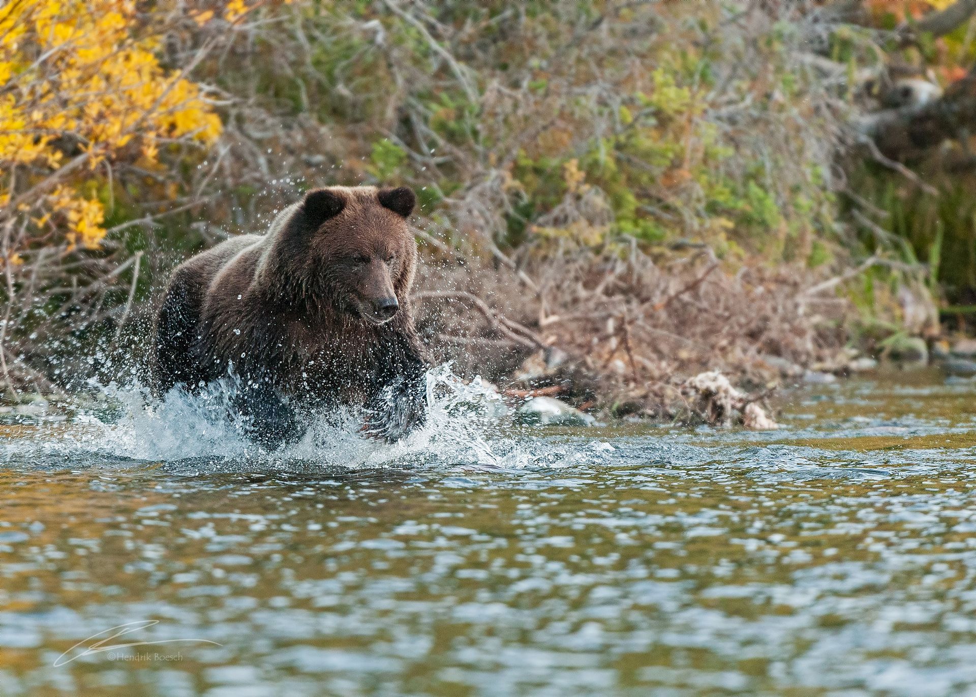 Bear-Wildlife Photos