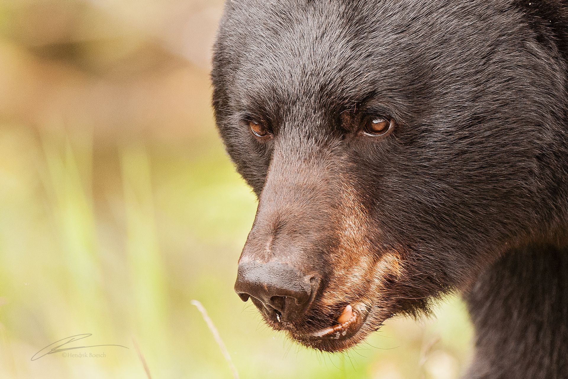 Bear Close Up Wildlife Photo