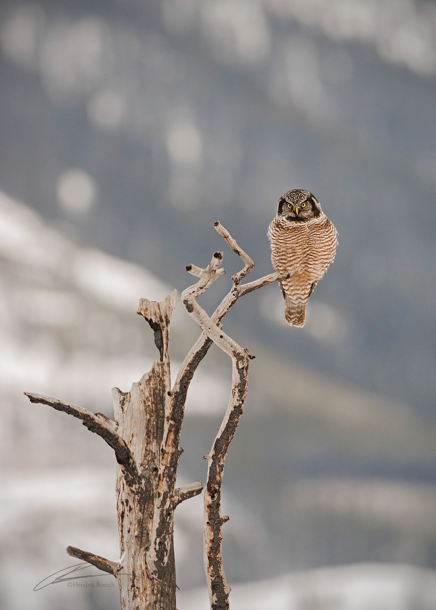owl wildlife photography