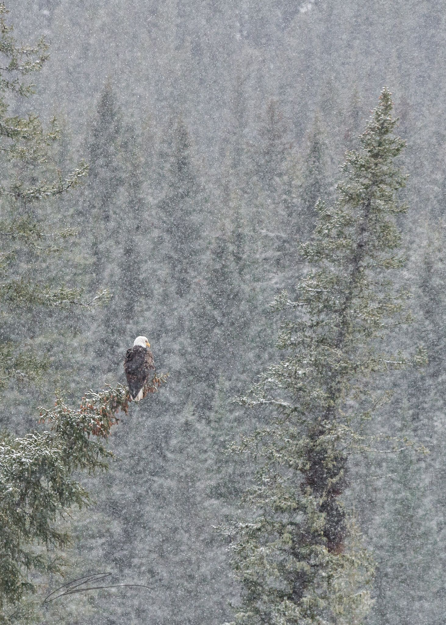 Eagle In The Snow Nature Photography