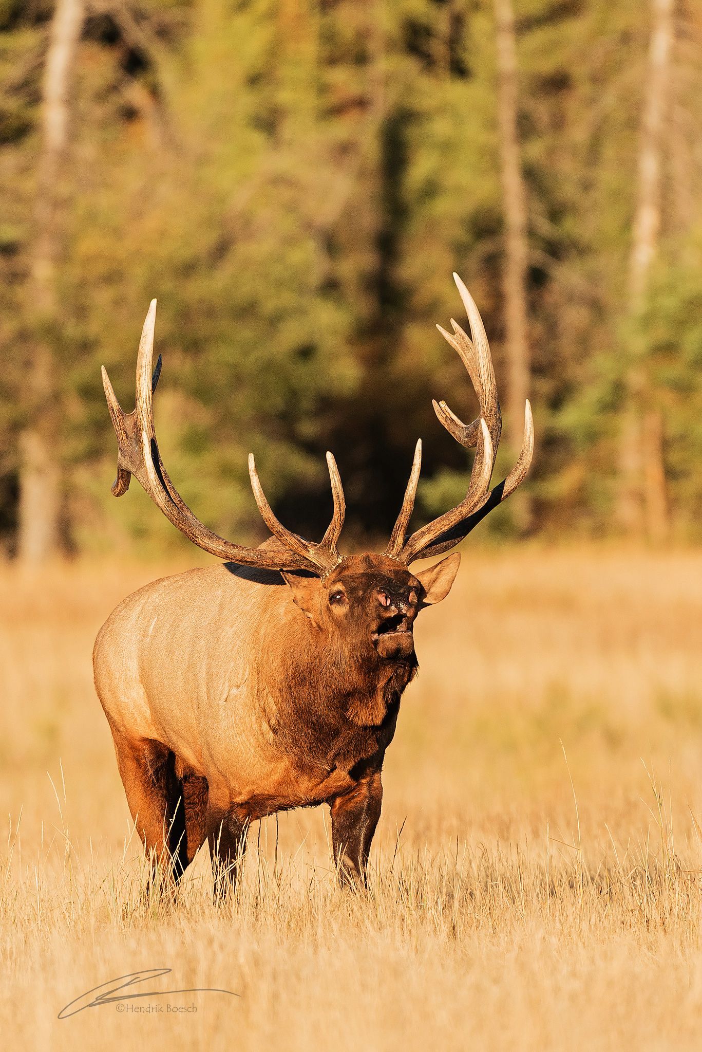 Elk Wildlife Photo
