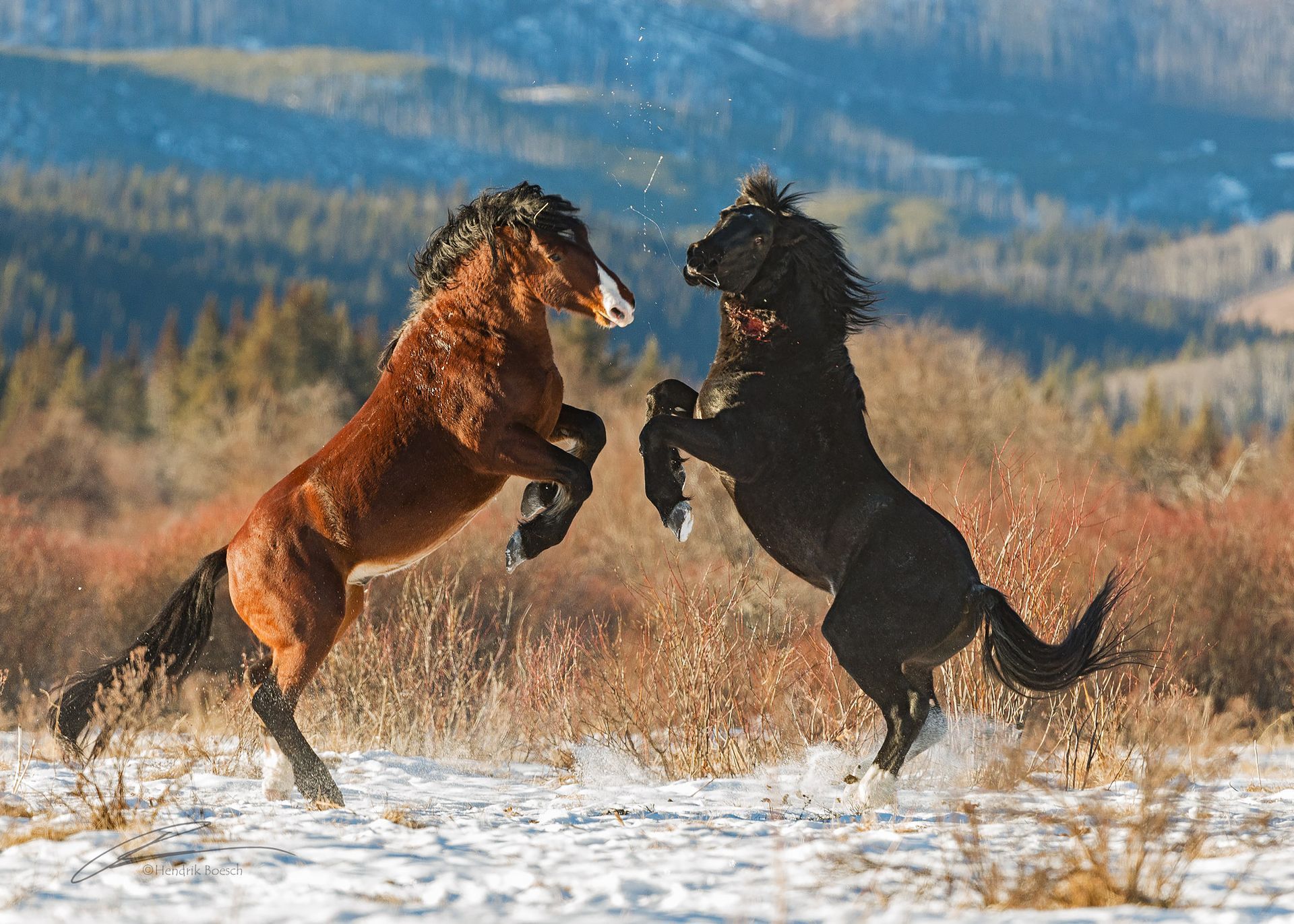 Fighting Stallions Wildlife Photography