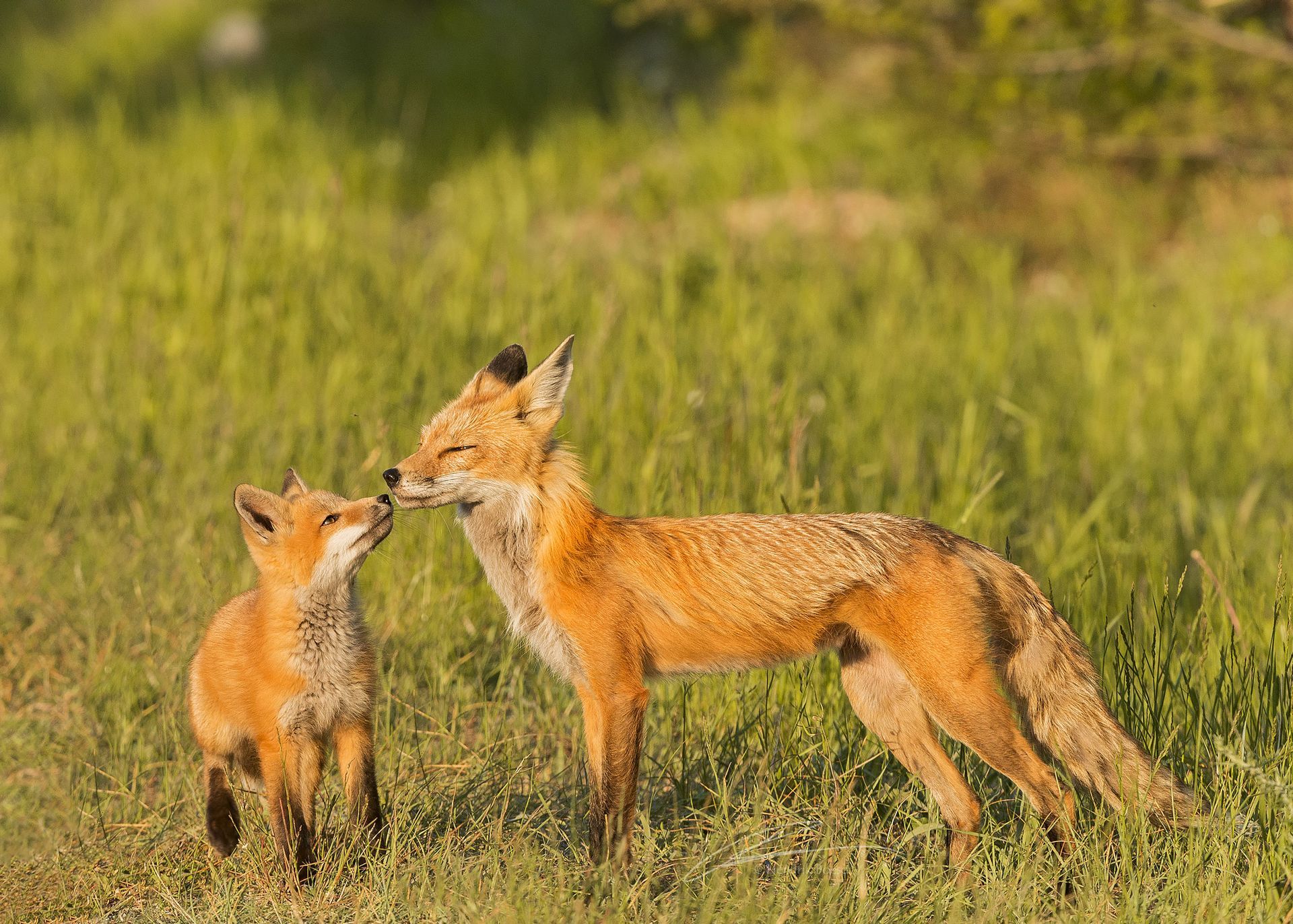 Fox & Kit Nature Photography