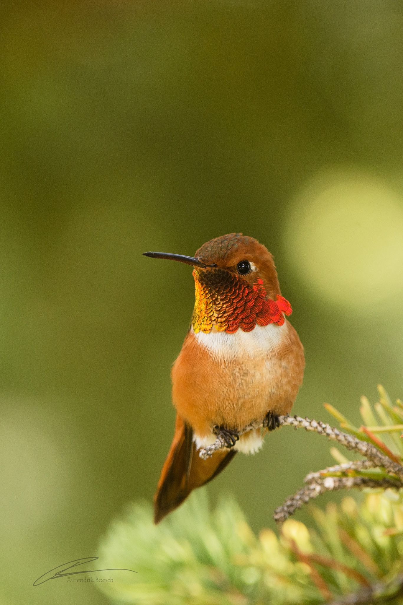 Still Hummingbird Bird Photography