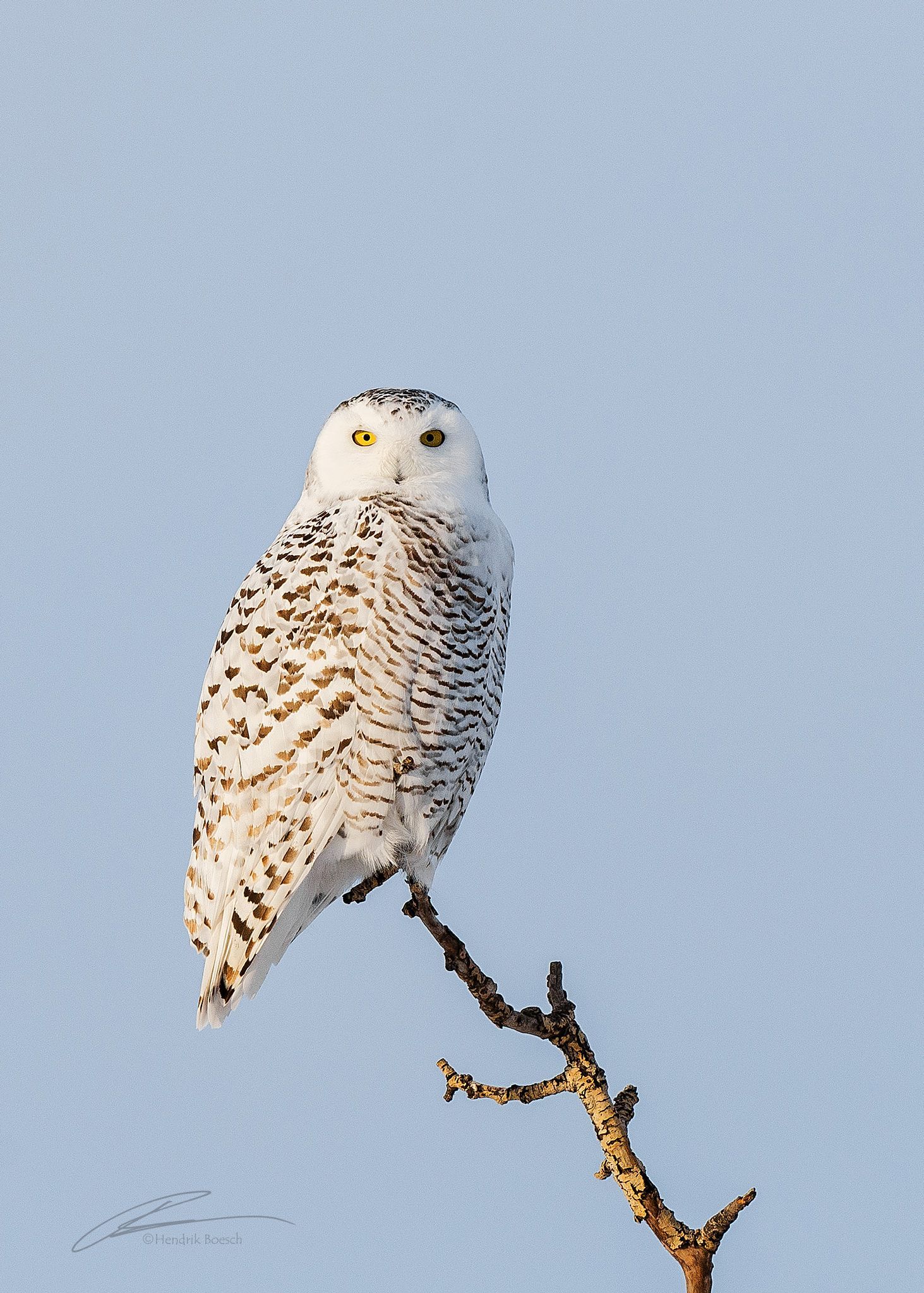 Snowy Owl Bird Photography