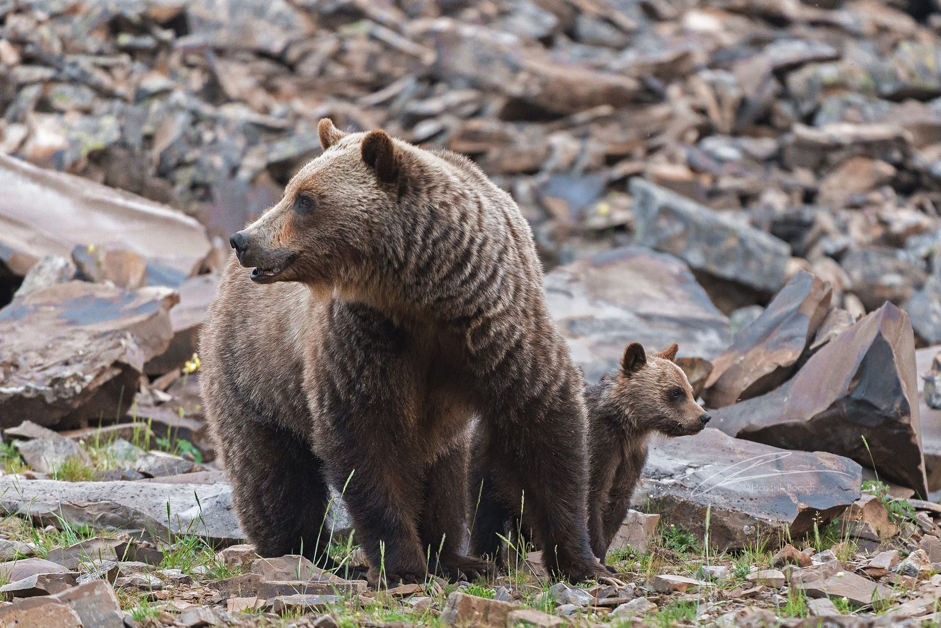 Mama Bear & Cub Nature Photography