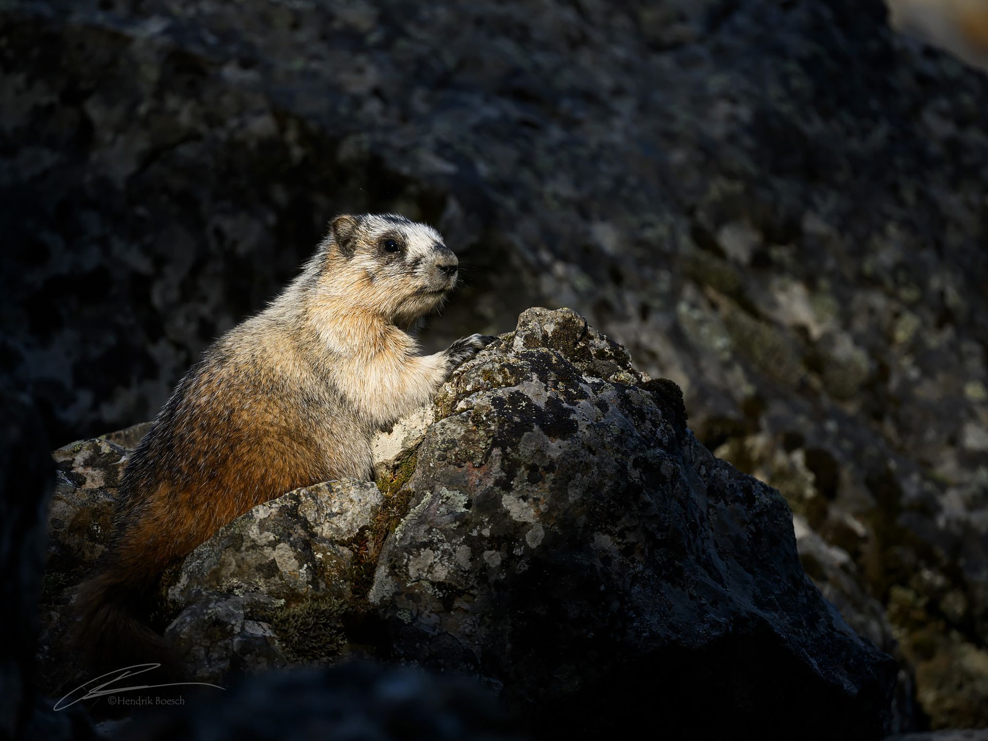 Marmot Wildlife Photography