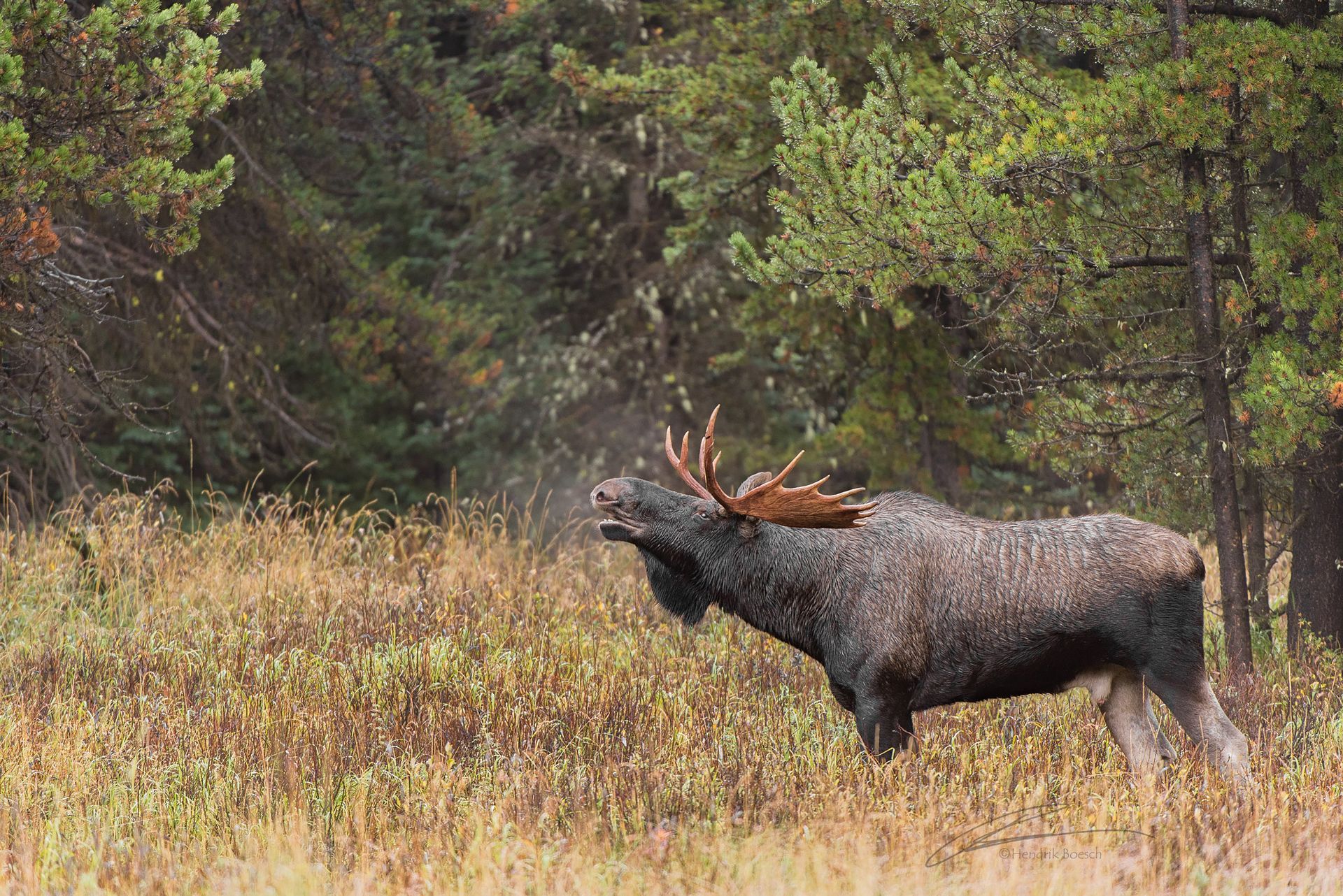 Mama Bear & Cub Nature Photography