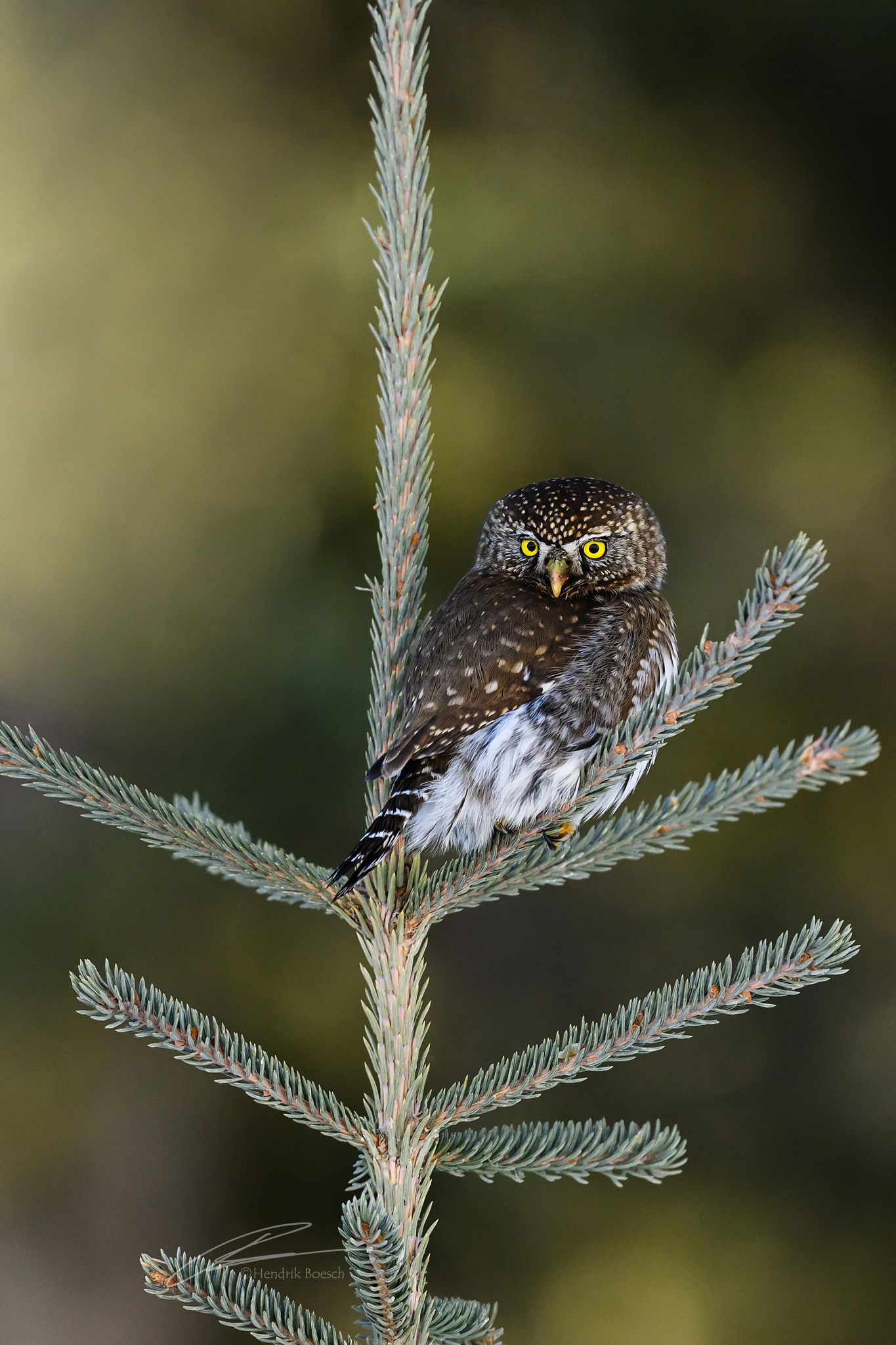 Owl Nature Photography 