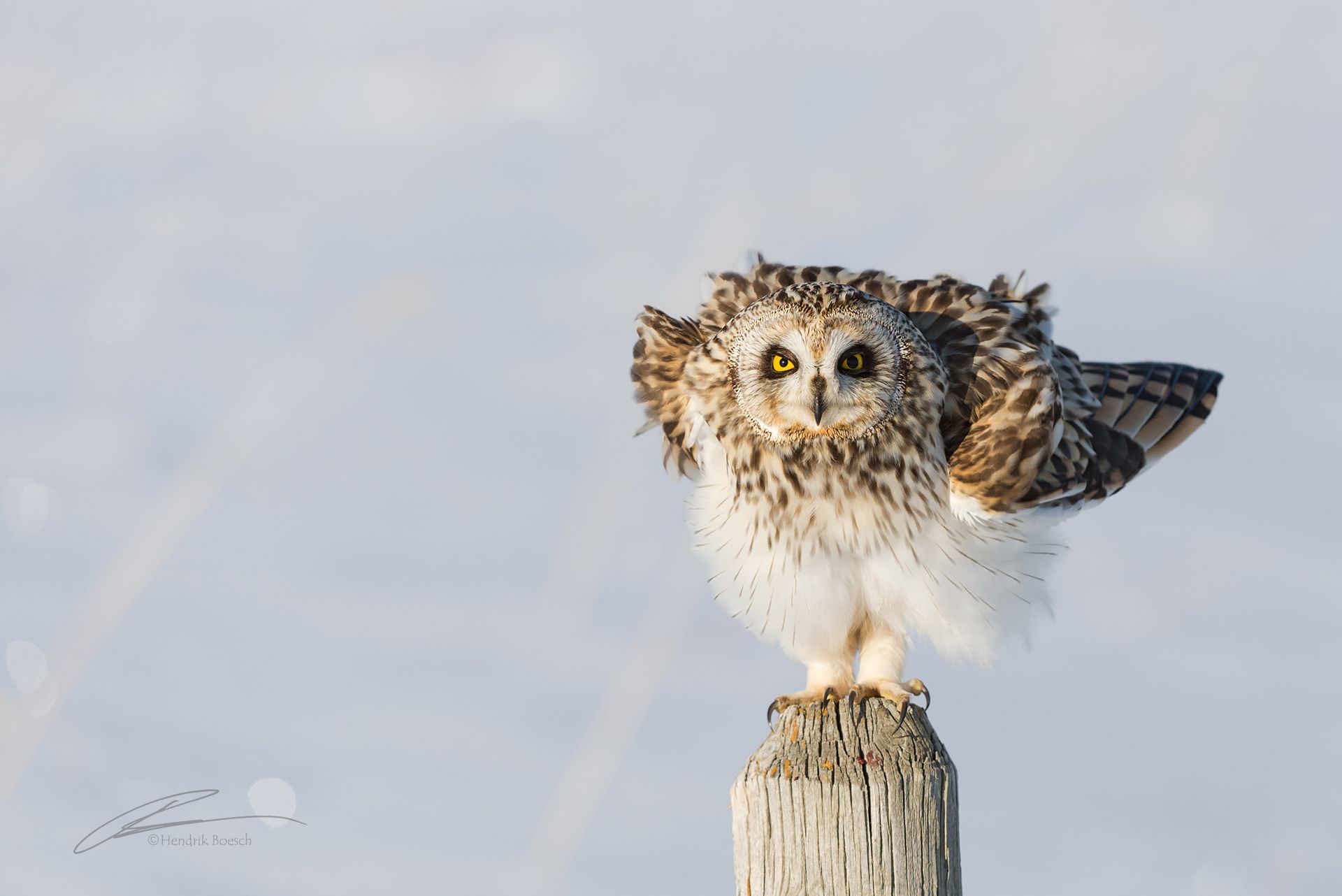 Owl-Wildlife Photos