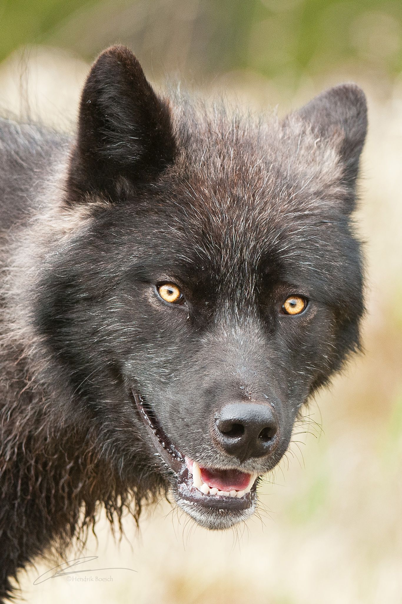 Wolf Close Up Wildlife Photography