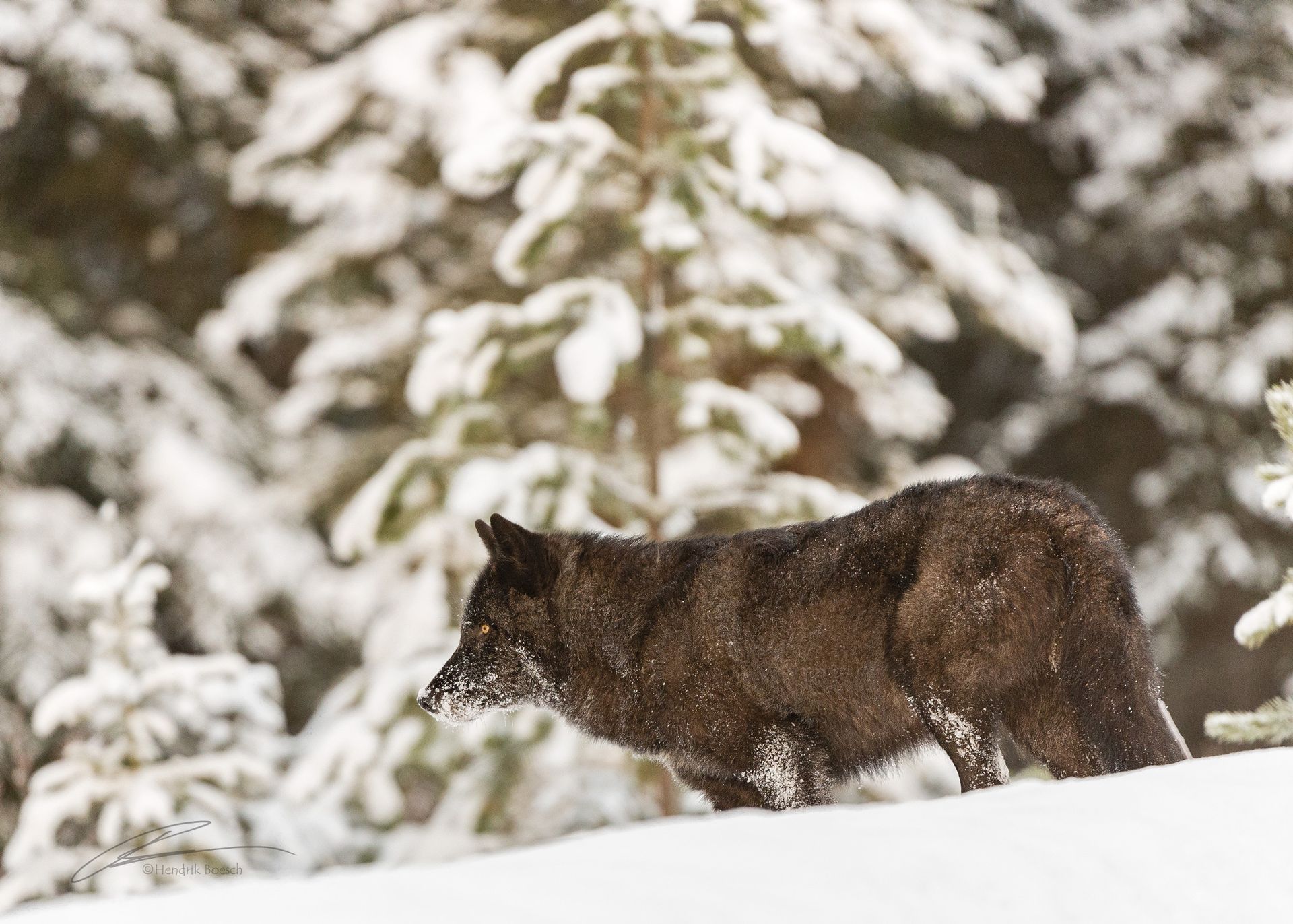 Wolfe Wildlife Photography