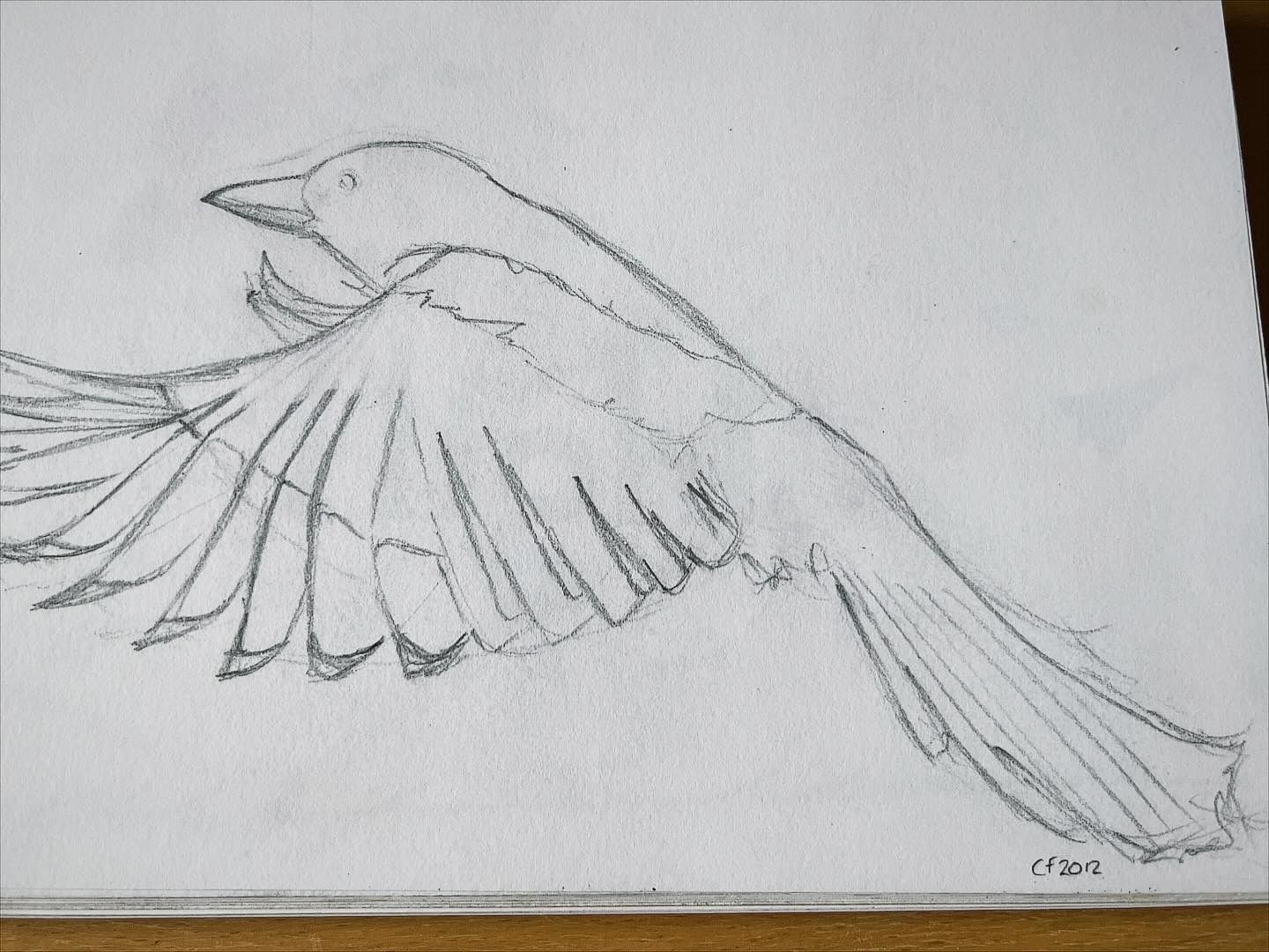 Pencil sketch of a bird in flight, wings spread wide, detailed feathers, angled view.