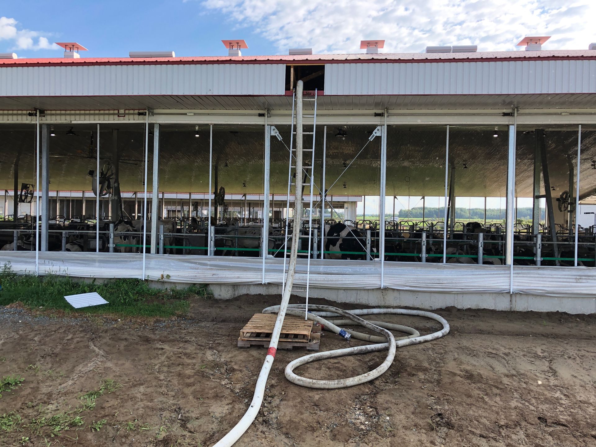 Un tuyau blanc et une échelle près d'une grange remplie de vaches sous un ciel bleu.
