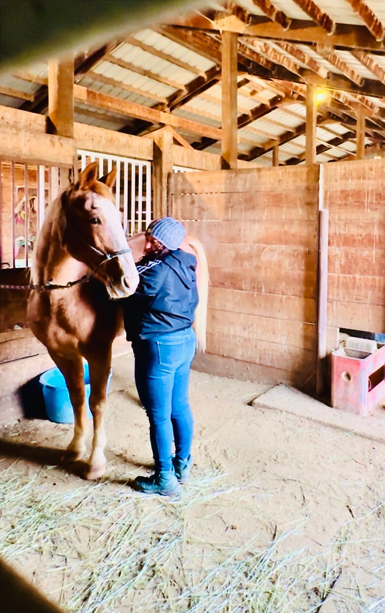 a woman standing next to a horse in a barn — Thornton, CO — Sunflower Synergy