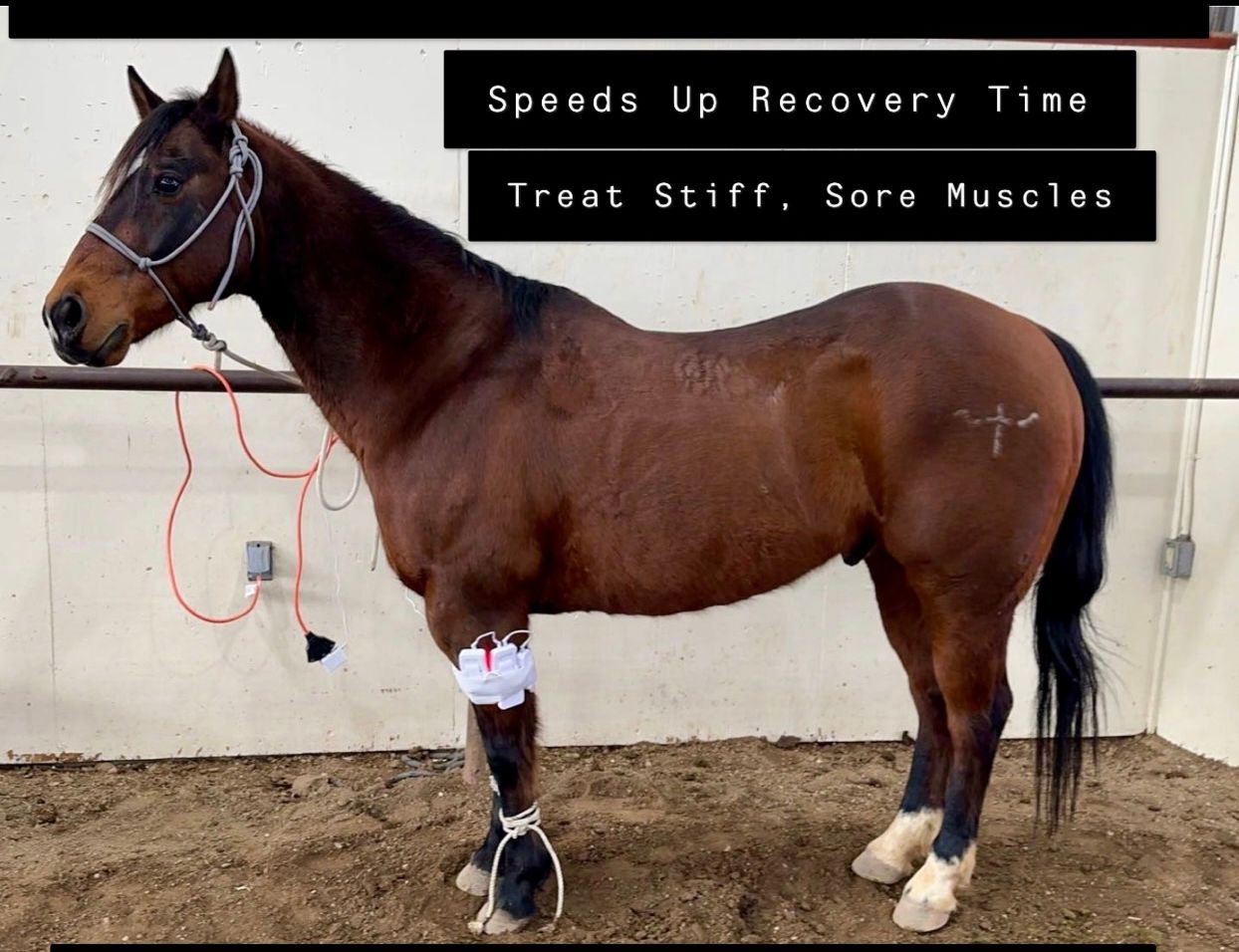 A brown horse with a bandage on its leg is standing in the dirt