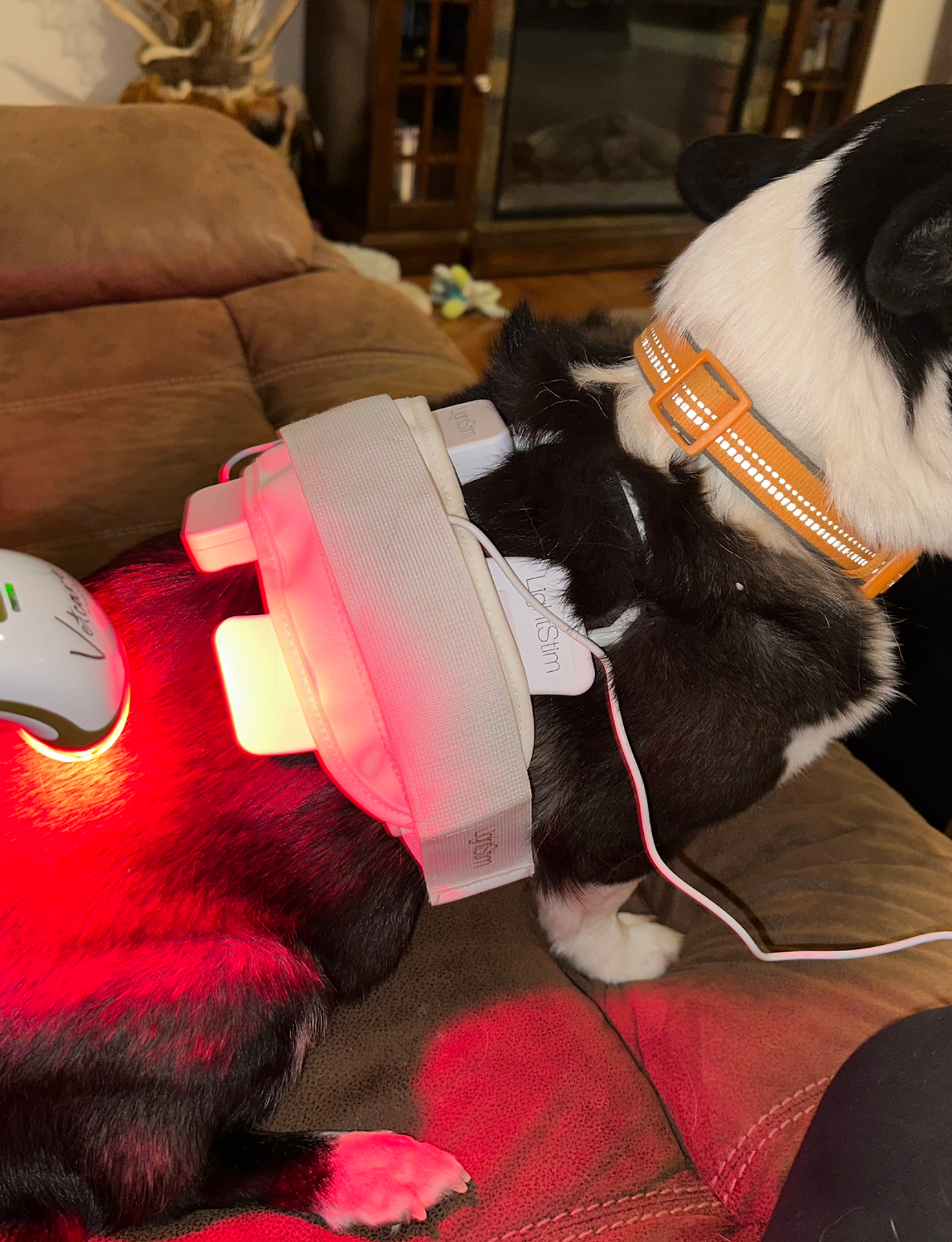 A black and white dog is laying on a couch with a red light on it.