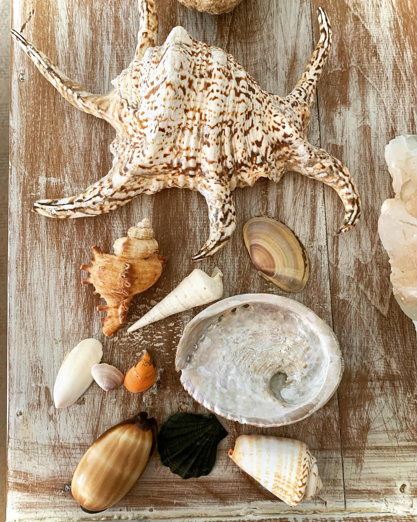 shells